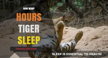 Unveiling the Mysteries of Tiger Slumber: A Deep Dive into Their Resting Habits