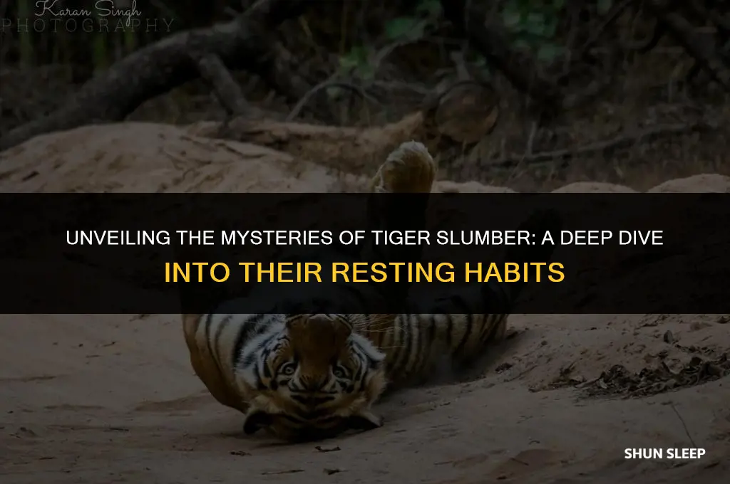 how many hours tiger sleep