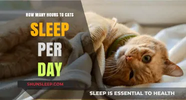 Understanding Feline Slumber: A Guide to Cat Sleep Patterns