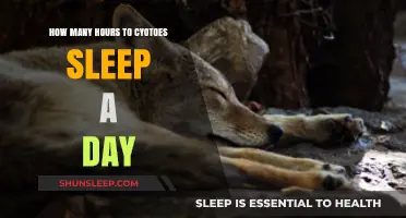 Cyotoes' Daily Slumber: Unraveling the Mystery of Their Sleep Patterns