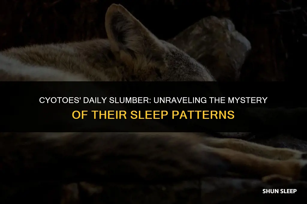 how many hours to cyotoes sleep a day