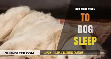 Understanding Canine Sleep Patterns: A Guide to Healthy Rest for Your Dog