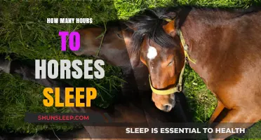 Understanding Equine Rest: A Guide to Horse Sleep Patterns