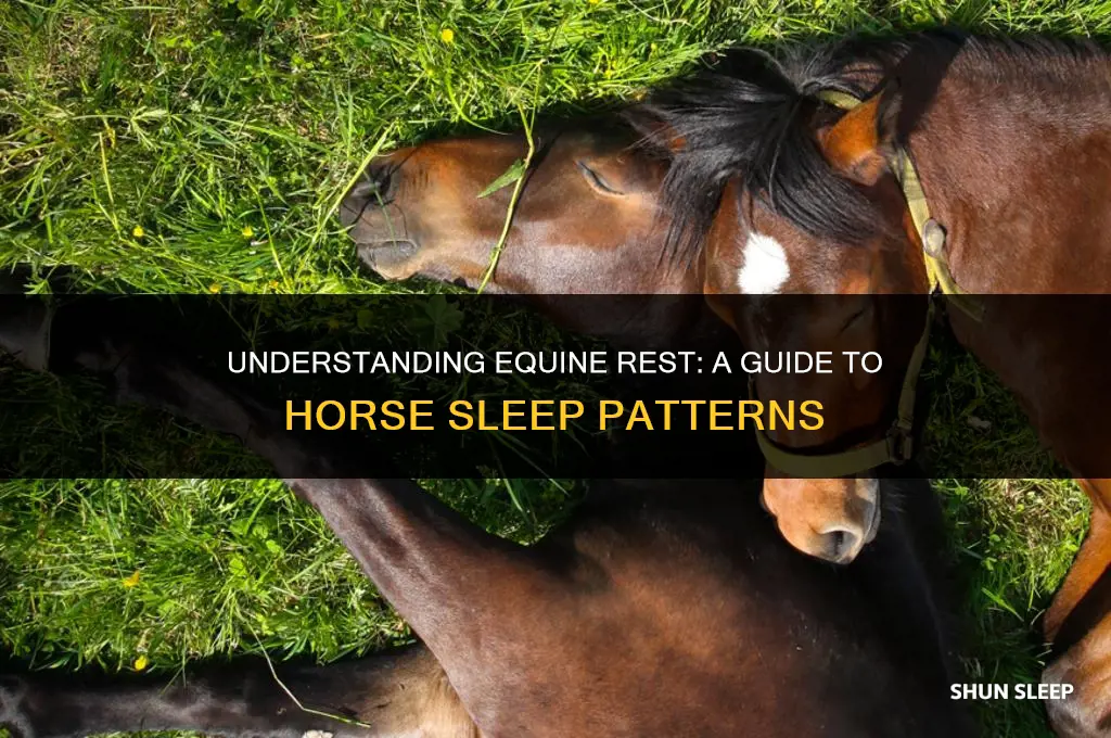 how many hours to horses sleep