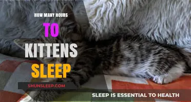 Understanding Kitten Sleep Patterns: A Guide for New Pet Owners