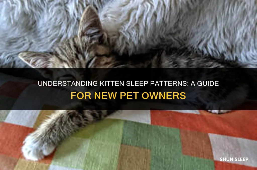 how many hours to kittens sleep