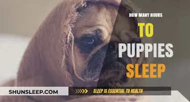Understanding Puppy Sleep Patterns: A Guide for New Pet Owners