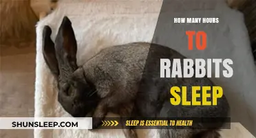 Understanding Rabbit Slumber: A Guide to Their Sleep Patterns