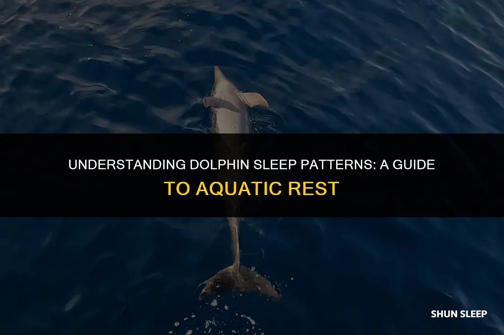how many hours to sleep with a dolphin type
