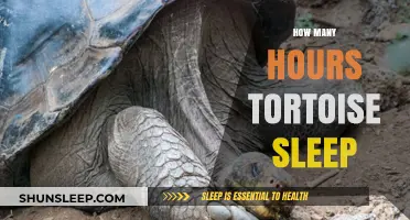 Understanding Tortoise Sleep Patterns: A Guide to Their Restful Hours