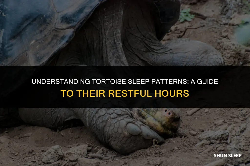 how many hours tortoise sleep