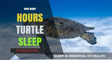 Understanding Turtle Slumber: A Guide to Their Sleep Patterns