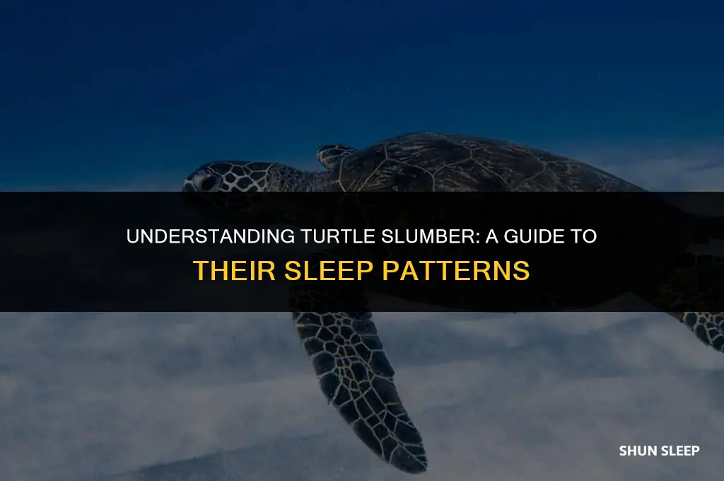 how many hours turtle sleep