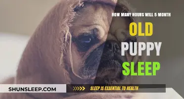 Understanding Puppy Sleep Patterns: A Guide for New Pet Parents
