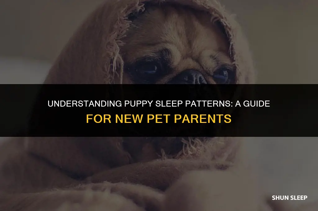 how many hours will 5 month old puppy sleep