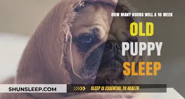 Understanding Puppy Sleep Patterns: A Guide for New Owners
