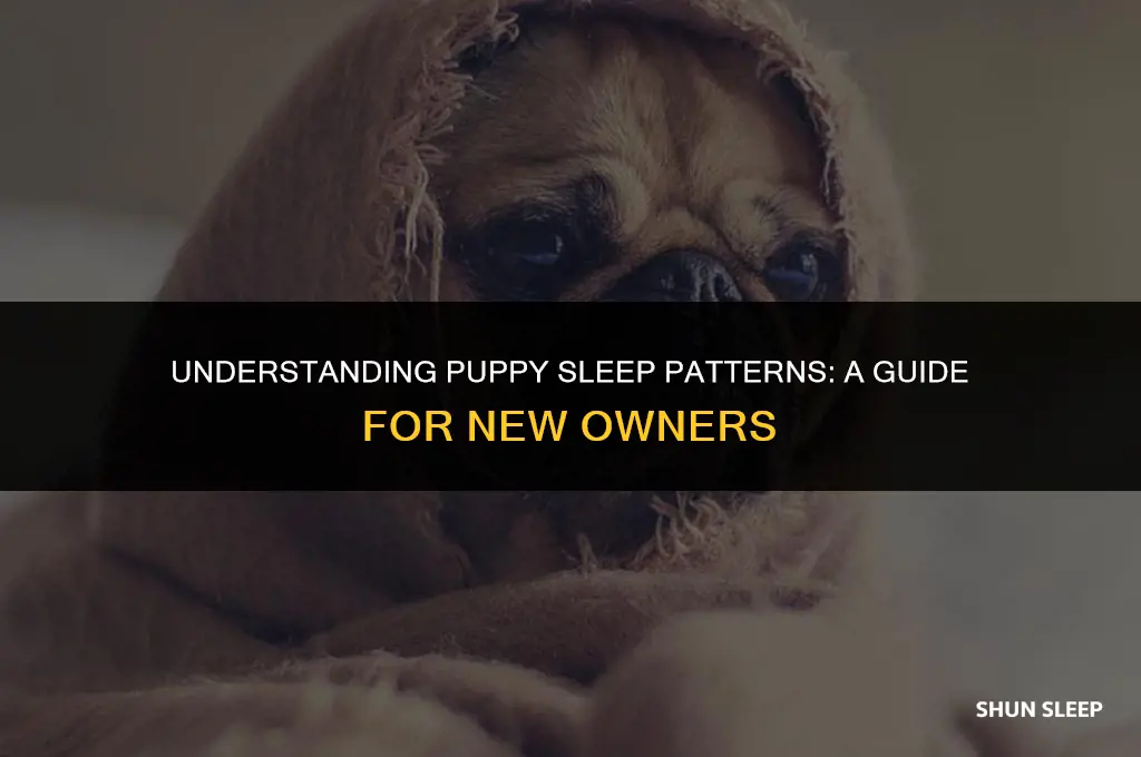 how many hours will a 10 week old puppy sleep
