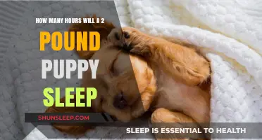 Understanding Puppy Sleep Patterns: A Guide for New Pet Parents
