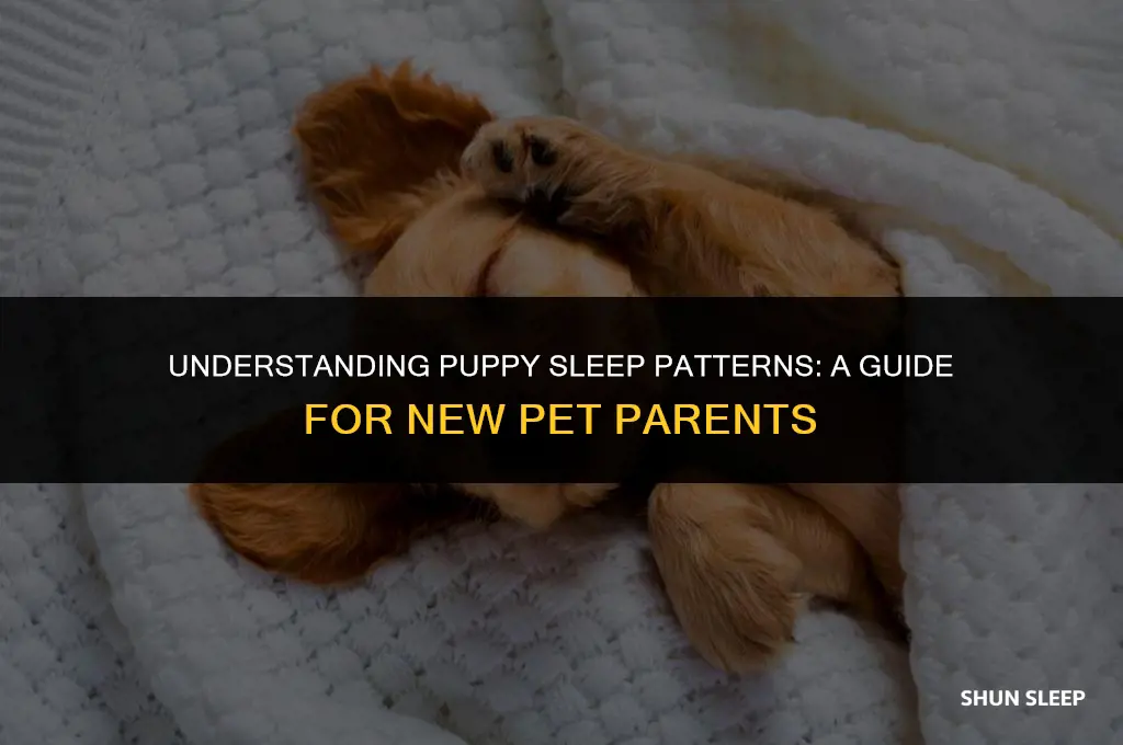 how many hours will a 2 pound puppy sleep