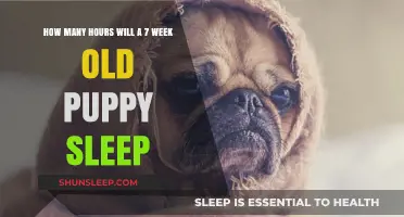 Understanding Puppy Sleep Patterns: A Guide for New Owners