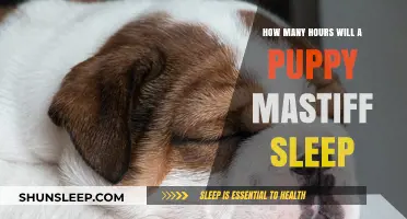 Understanding Puppy Mastiff Sleep Patterns: A Comprehensive Guide