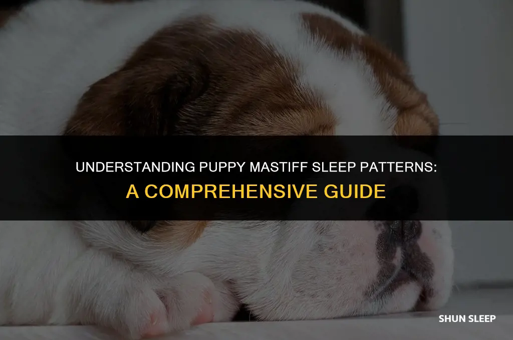how many hours will a puppy mastiff sleep