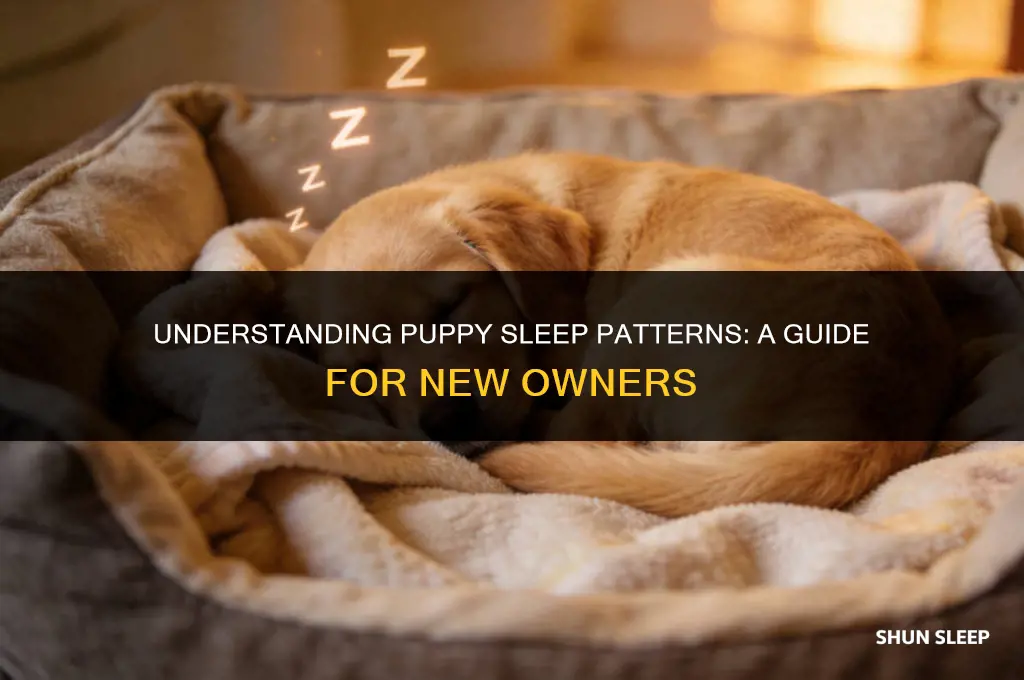 how many hours will a puppy sleep at night