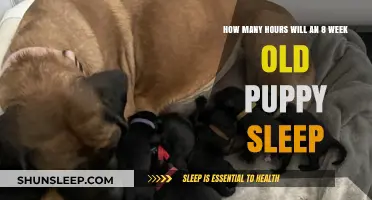 Understanding Puppy Sleep Patterns: A Guide for New Owners