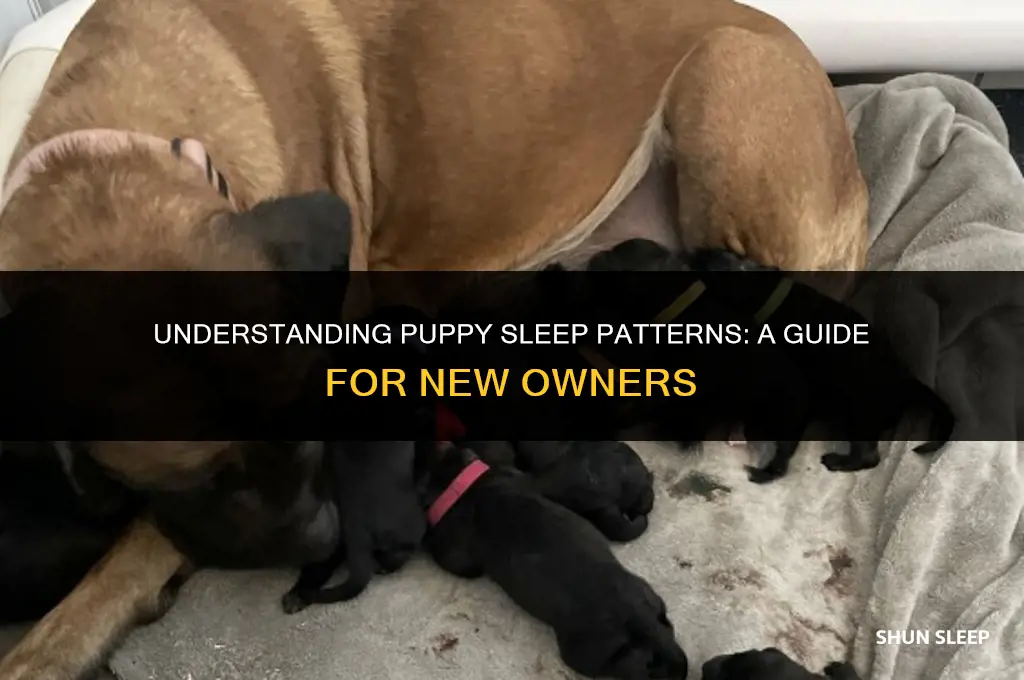 how many hours will an 8 week old puppy sleep