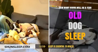 Understanding Canine Sleep Patterns: A Guide for 8-Year-Old Dogs