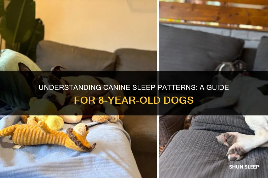 how many hours will an 8-year old dog sleep
