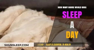 Understanding Canine Sleep Patterns: A Guide to Healthy Rest for Dogs
