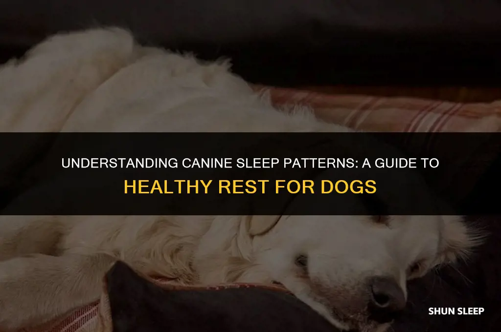 how many hours would dogs sleep a day