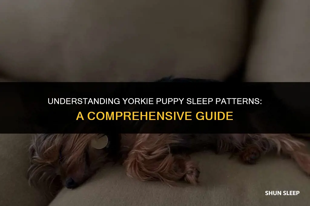 how many hours yorkie puppy sleep