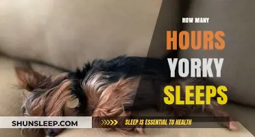 Unveiling the Secrets of a Yorkie's Slumber: A Comprehensive Guide