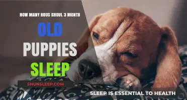 Puppy Sleep: How Much is Enough?