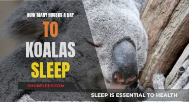 Koalas' Daily Sleep: How Many Hours Do They Snooze?