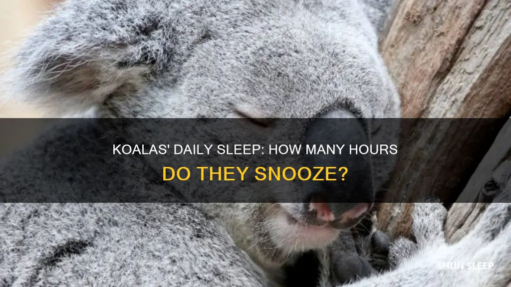 how many housrs a day to koalas sleep