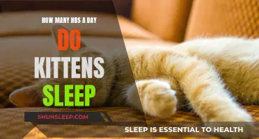 Understanding Kitten Sleep Patterns: How Much is Normal?