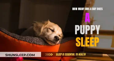 Puppies' Sleep Patterns: Understanding Their Daily Sleep Needs