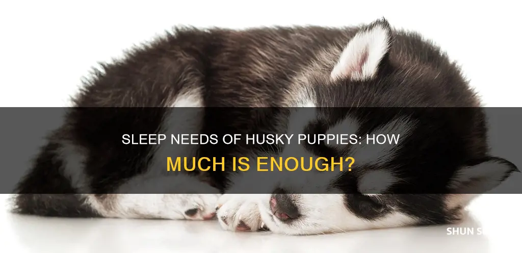 how many hrs should husky puppies sleep per day