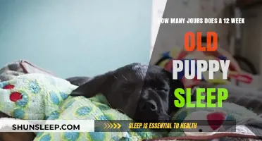 Puppy Sleep: How Much is Too Much?