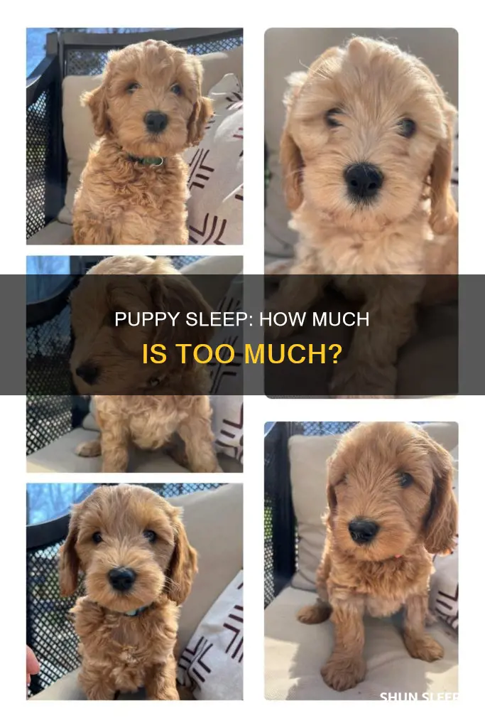 how many jours does a 12 week old puppy sleep
