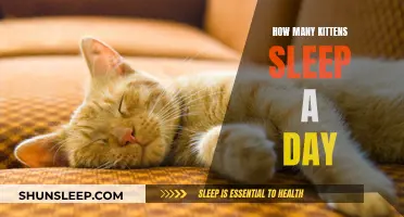 Kittens' Sleep Patterns: How Many Hours a Day?