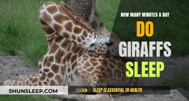 Giraffes' Sleep Patterns: Unveiling Their Daily Slumber Secrets