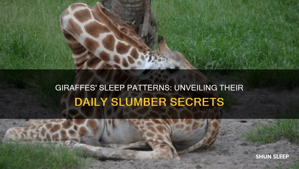 how many minutes a day do giraffs sleep