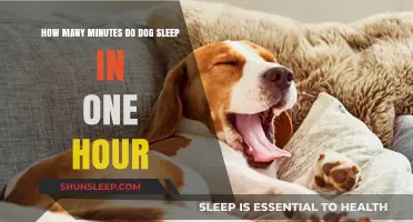 Understanding Canine Rest: A Guide to Dog Sleep Patterns