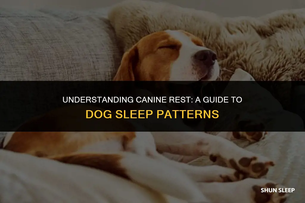how many minutes do dog sleep in one hour