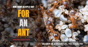 Ants and Sleep: Do They Need Much?