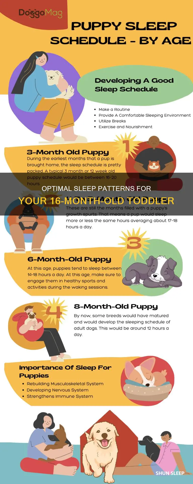 how many sleeps should a 16 month old have